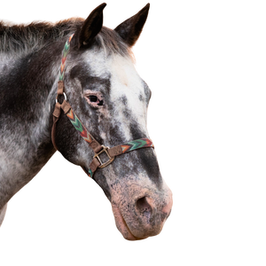A roan appaloosa horse head with a multicolored halter.